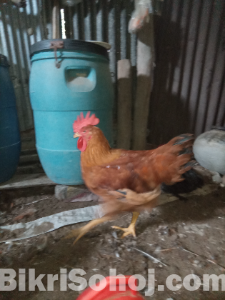 টাইগার মুরগী